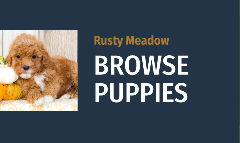 Browse Puppies