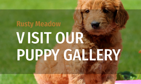 visit-puppy-gallery